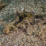 Bursatella leachii